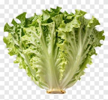 Fresh Lettuce PNG