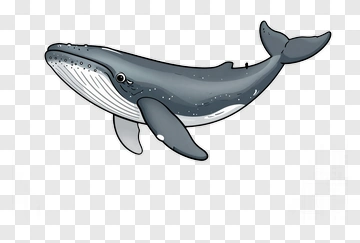 Cartoon Whale PNG