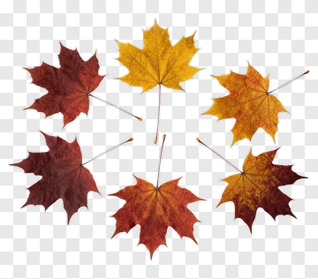 Maple Leaves In Autumn Colors PNG