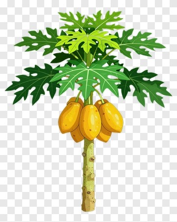 Papaya Tree With Yellow Fruit PNG