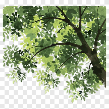 Tree With Green Leaves PNG