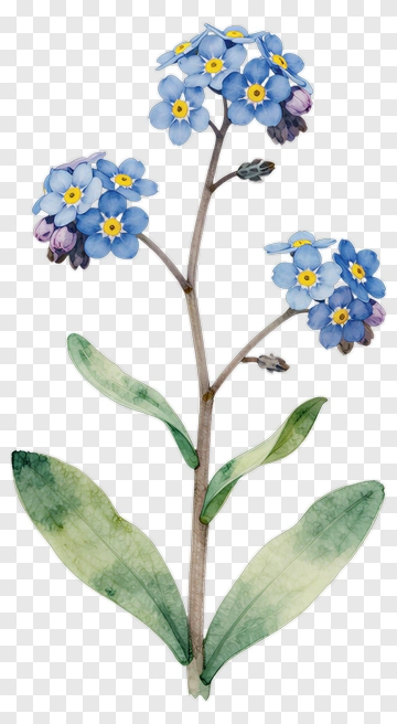 Forget-Me-Not Flower Watercolor Illustration PNG