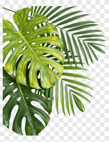 Monstera Leaf And Palm Leaf PNG