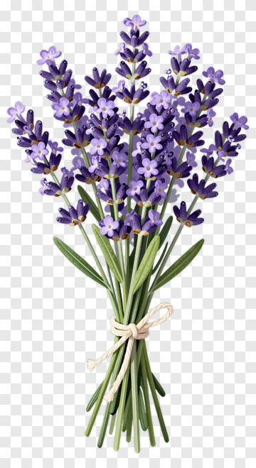 Lavender Bouquet Tied With Twine PNG
