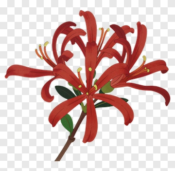 Red Lily With Green Leaves PNG