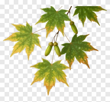 Maple Leaves And Acorns PNG