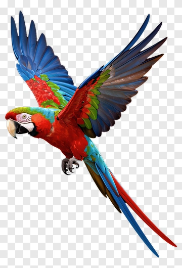 Macaw In Flight PNG