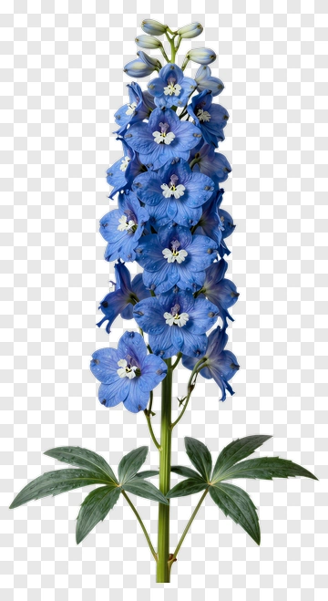 Blue Delphinium Flower With Green Leaves PNG