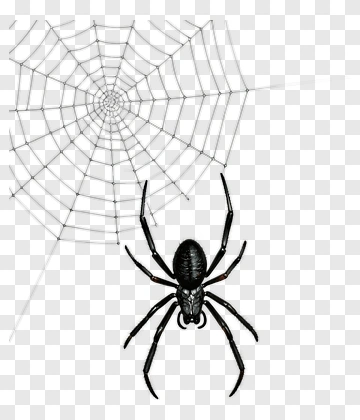 Spider On A Web PNG