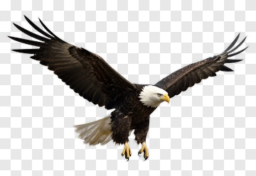 Eagle In Flight PNG