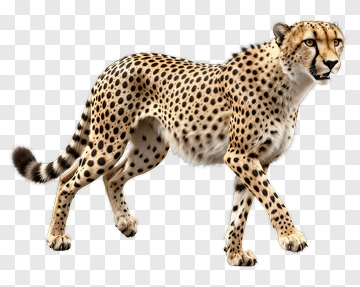 Cheetah In Motion PNG