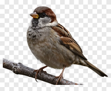 Sparrow Perched On Branch PNG
