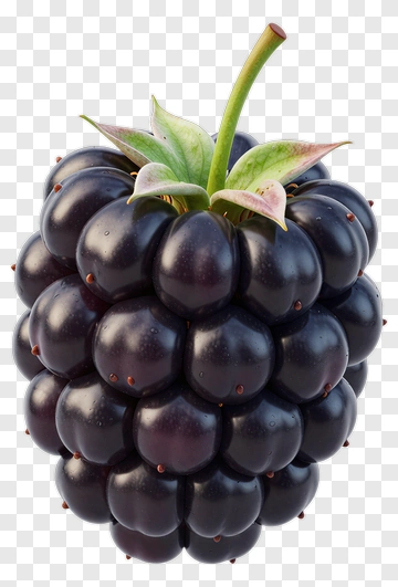 Blackberry With Stem And Leaves PNG