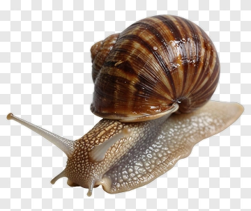 Snail PNG