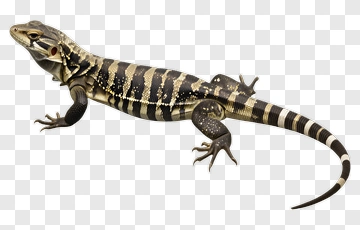 Striped Lizard PNG