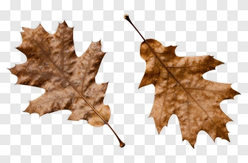 Two Dried Oak Leaves On A Light Surface PNG