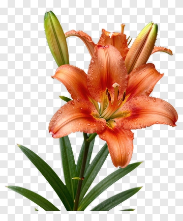 Orange Lily With Green Leaves PNG