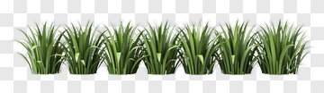 Green Grass Clumps PNG