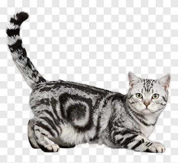 Silver Tabby Cat PNG