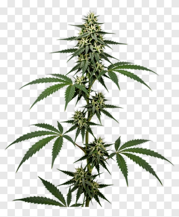 Cannabis Plant PNG