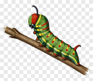 Green Caterpillar On Branch PNG