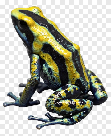 Vividly Colored Frog PNG