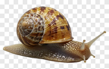 Snail With Patterned Shell PNG