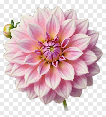 Pink Dahlia Blossom With Bud PNG