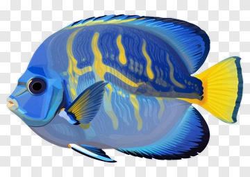 Blue And Yellow Fish PNG