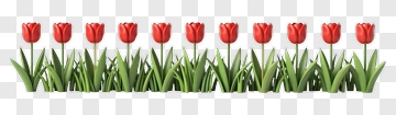 Red Tulips In A Row PNG