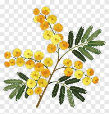 Acacia Flower Branch With Green Leaves PNG