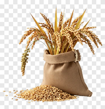 Rice Stalks In Burlap Sack PNG