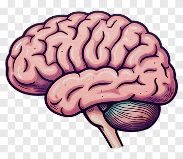 Hand Drawn Brain Illustration PNG
