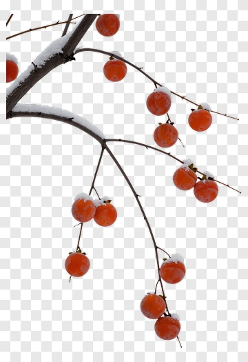 Snowy Persimmons On A Branch PNG
