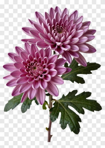Pink Chrysanthemum With Green Leaves PNG