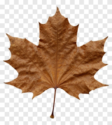 Dry Maple Leaf PNG