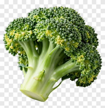 Fresh Broccoli PNG