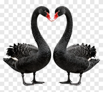 Two Black Swans Forming A Heart PNG