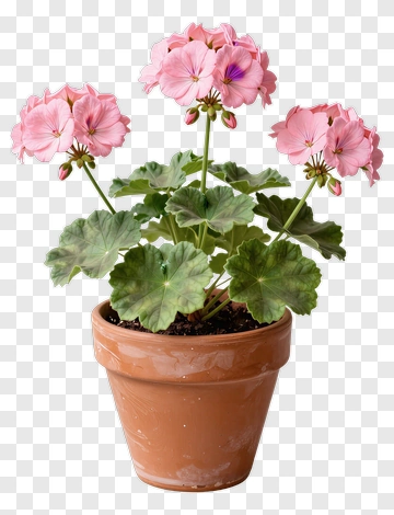Pink Geranium In Terracotta Pot PNG