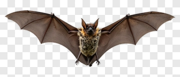 Flying Bat PNG
