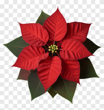 Poinsettia Flower PNG