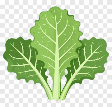 Fresh Radish Leaf Illustration PNG