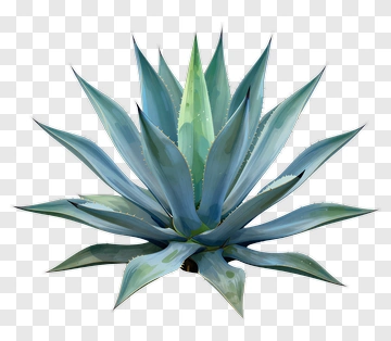 Blue Agave Plant PNG