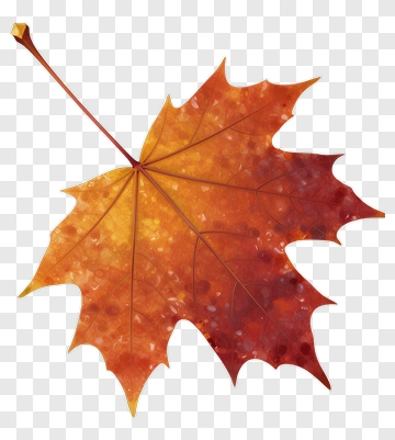 Autumn Maple Leaf PNG