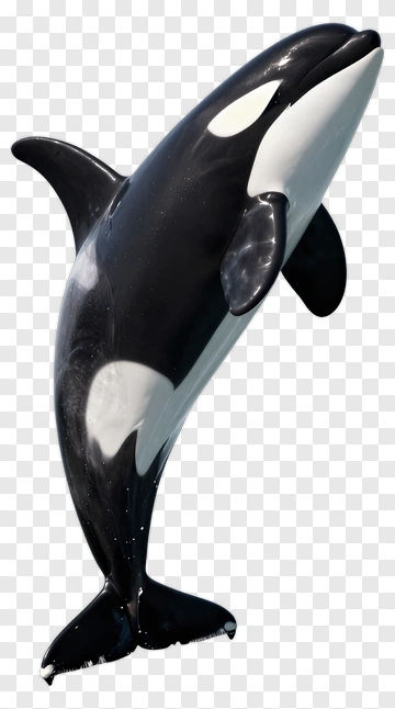 Orca Jumping Out Of Water PNG