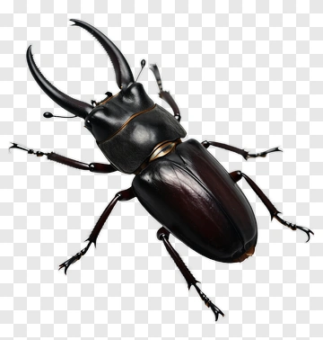 Stag Beetle PNG