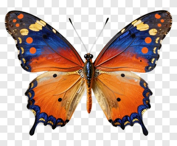 Vibrant Butterfly With Orange Blue Wings PNG