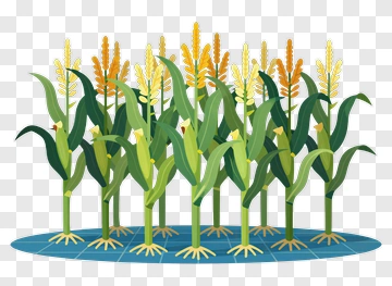 Corn Plants In Field PNG