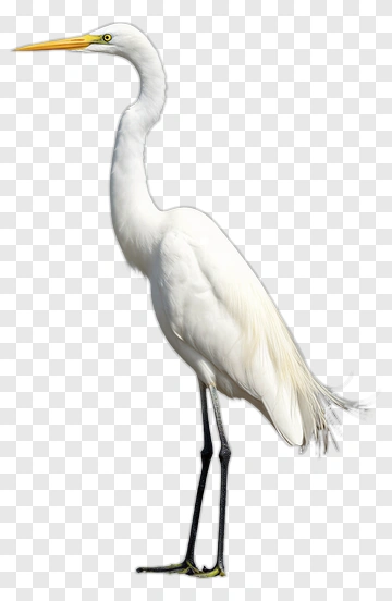 White Heron Standing In Mud PNG