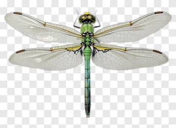 Green Dragonfly With Transparent Wings PNG